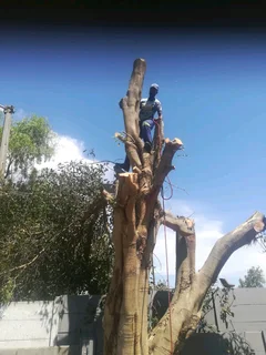 Cheaper Tree Felling Service And Grass Installation