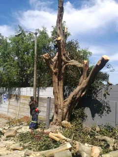 CHEAPER TREE FELLING SERVICE AND GRASS INSTALLATION