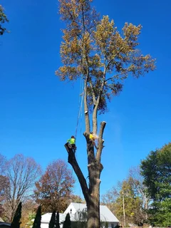 STELLENBOSCH TREE FELLING SERVICE AND GARDEN STONES DECORATION