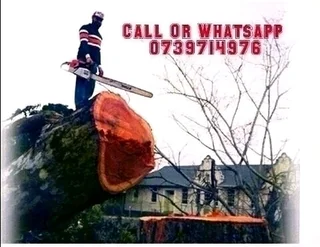 Special Offer Tree Felling Service And Landscaping