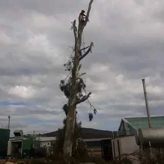 CHEAPER TREE FELLING SERVICE AND GARDEN CLEAN UPS