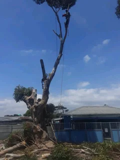 CHEAPER TREE FELLING SERVICE AND GARDEN CLEAN UPS