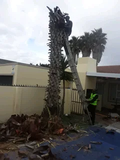 CHEAPER TREE FELLING SERVICE AND GARDEN CLEAN UPS