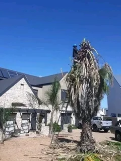 SPECIAL OFFER TREE FELLING SERVICE AROUND CAPE TOWN