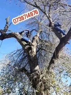 SPECIAL OFFER TREE FELLING SERVICE AROUND CAPE TOWN