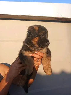 German shepherd puppies