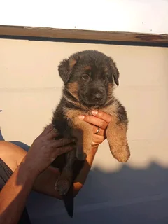 German shepherd puppies