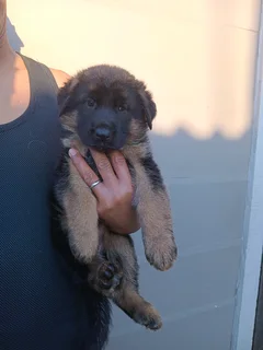 German shepherd puppies