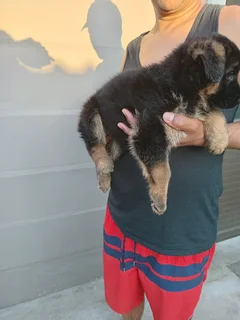 German shepherd puppies