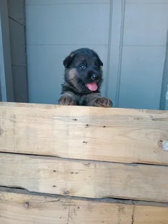 German shepherd puppies