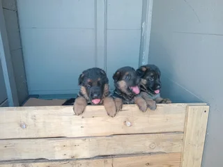 German shepherd puppies