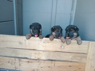 German shepherd puppies