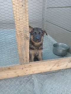 German shepherd puppies
