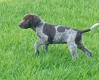 Pointer puppies for Valentine's