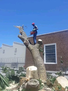 NEGOTIABLE TREE FELLING SERVICE AND BRANCHES REMOVAL