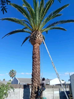 Affordable Tree Felling Service And Branches Removal