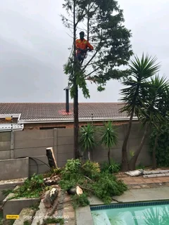 Affordable Tree Felling Service And Unwanted Stuff Removal