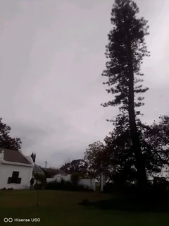 AFFORDABLE TREE FELLING SERVICE AND UNWANTED STUFF REMOVAL