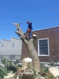 Negotiable Tree Felling Service And Branches Removal