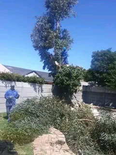 Affordable Tree Felling Service And Rubbish Removal