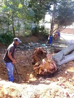 AFFORDABLE TREE FELLING SERVICE AND RUBBISH REMOVAL