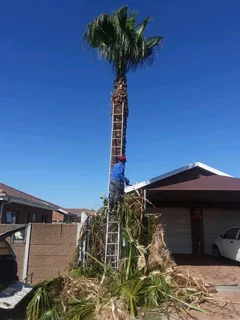 AFFORDABLE TREE FELLING SERVICE AND RUBBISH REMOVAL