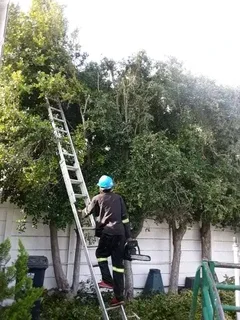 NEGOTIABLE TREE FELLING SERVICE AND REFUSE REMOVAL