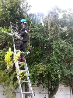 Negotiable Tree Felling Service And Branches Removal