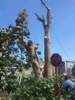 Affordable Tree Felling Service And Rubbish Removal