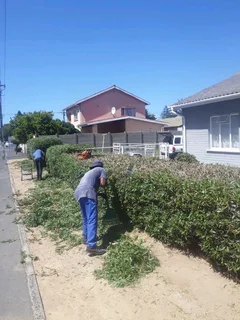 NEGOTIABLE TREE FELLING SERVICE AND BRANCHES REMOVAL