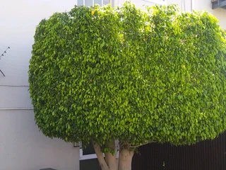 AFFORDABLE TREE FELLING SERVICE AND