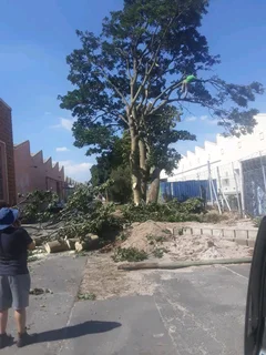 NEGOTIABLE TREE FELLING SERVICE AND REFUSE REMOVAL