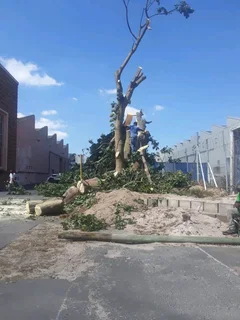 AFFORDABLE TREE FELLING SERVICE AND BRANCHES REMOVAL