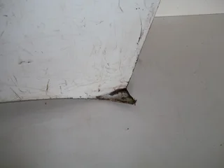 Isuzu Bonnet - White