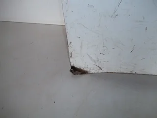 Isuzu Bonnet - White