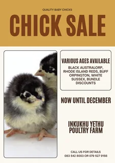 Layer Chickens For Sale – Various Breeds & Ages