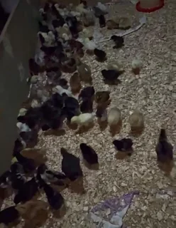 LAYER CHICKENS FOR SALE – VARIOUS BREEDS &amp; AGES