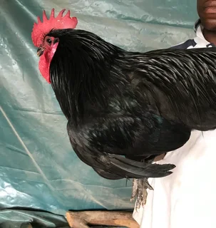 Black Australorp Rooster for Sale – Healthy & Strong!