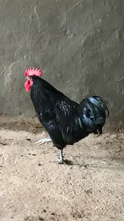 Black Australorp Rooster for Sale – Healthy &amp; Strong!