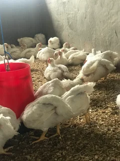 Broiler Chickens for Sale – R75 Each (Stock Price)