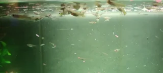 Guppies - Ad posted by Jaden Malelwa