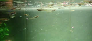 Guppies - Ad posted by Jaden Malelwa