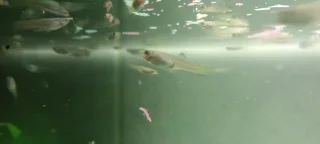 Guppies - Ad posted by Jaden Malelwa