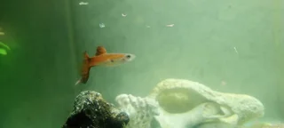 Guppies - Ad posted by Jaden Malelwa