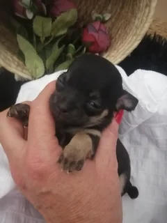 Dogs - Ad posted by Rina James