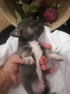 Dogs - Ad posted by Rina James