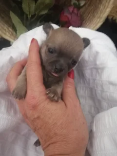 Dogs - Ad posted by Rina James