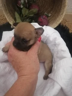 Dogs - Ad posted by Rina James