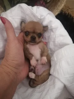 Dogs - Ad posted by Rina James