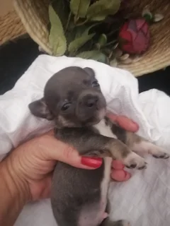 Dogs - Ad posted by Rina James